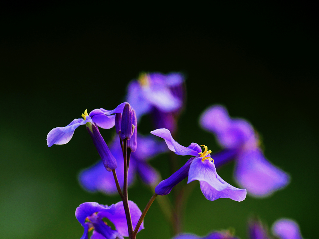 花ダイコン