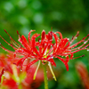 秋の花火