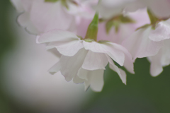 白の桜