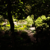 木陰から望む庭園