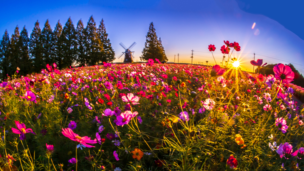 夜明けの花園