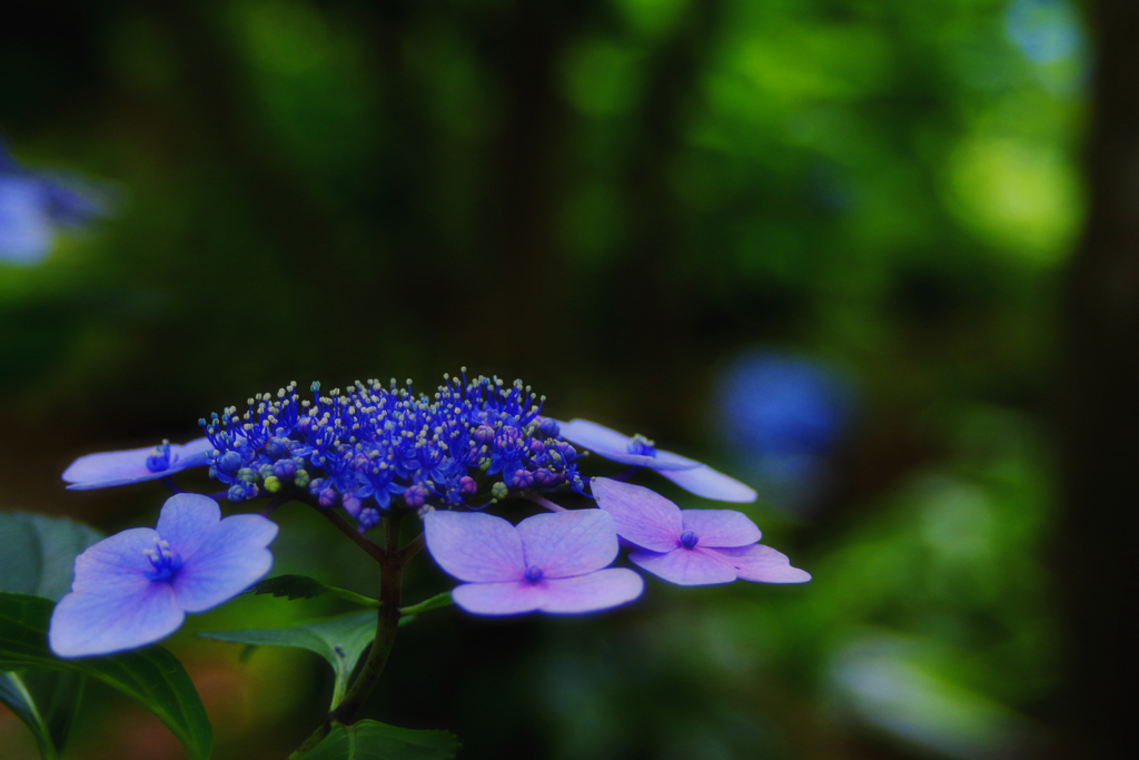 木陰に紫陽花の花
