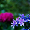 青いがく紫陽花