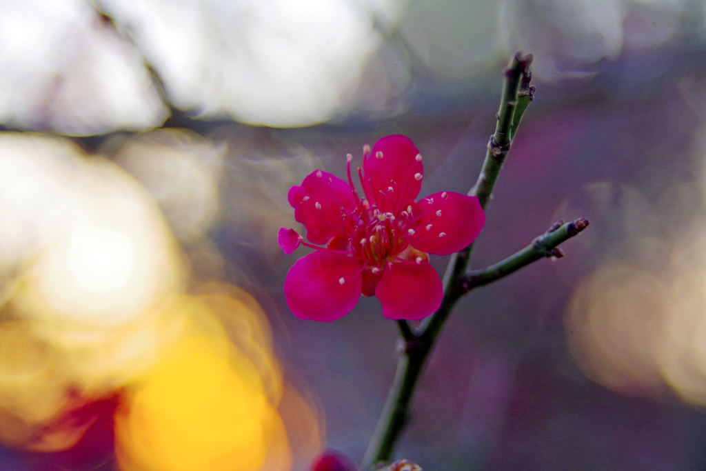 夕焼紅梅ー２