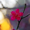 夕焼紅梅ー２