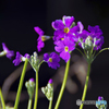 さくら草　開花