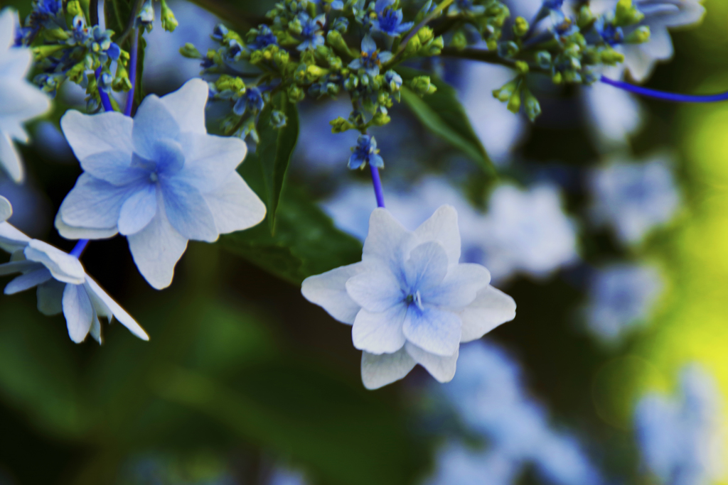 去年の紫陽花（流山東部公民館）