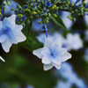 去年の紫陽花（流山東部公民館）