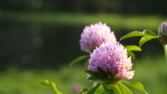 赤爪草