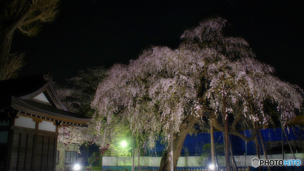 清瀧院の夜桜