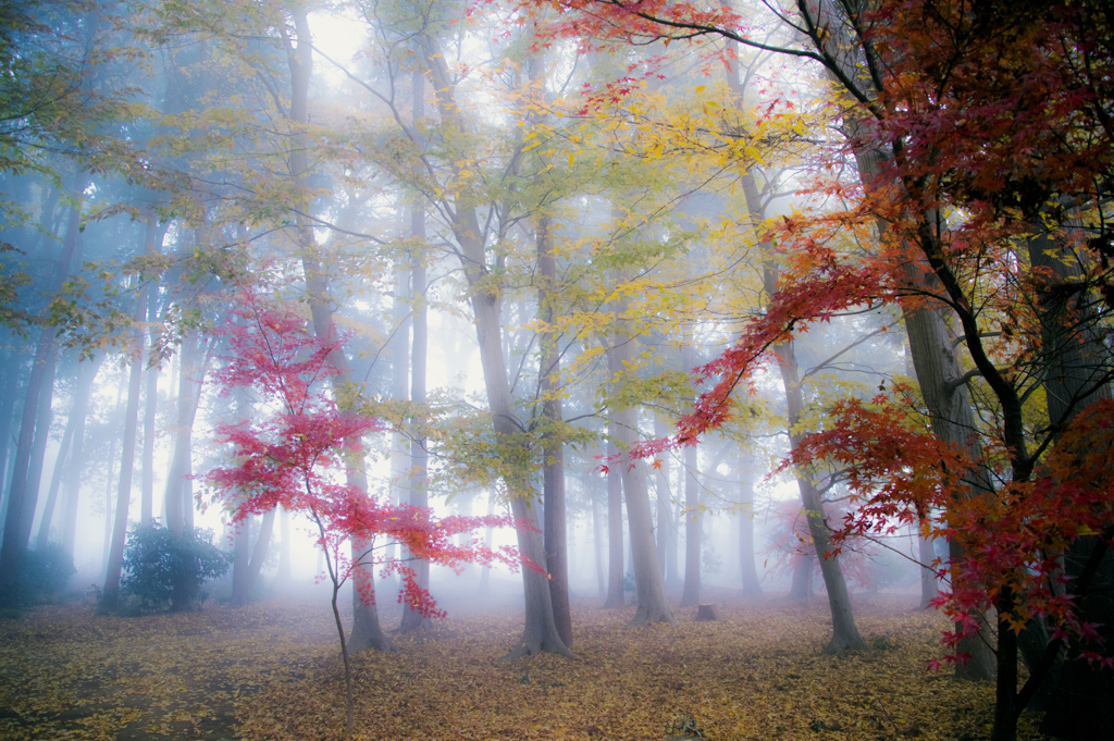 霧の朝　林に出かける