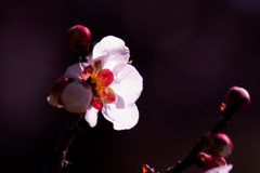 梅の花　裏から見れば　裏景色