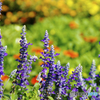 花壇の紫 メアリーセージ