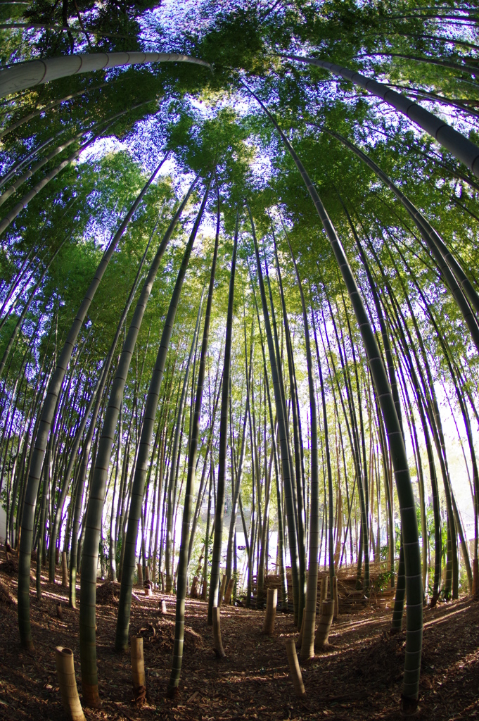 晴れの日の竹林