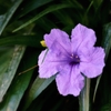 紫の花