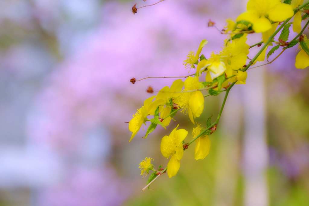 桜から　やまぶき