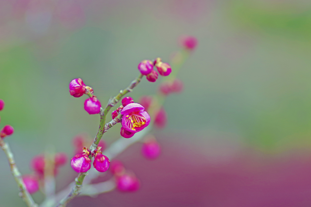 梅が枝餅がたべたい