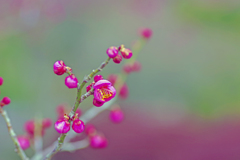 梅が枝餅がたべたい