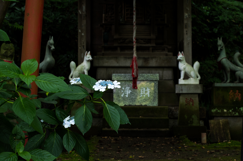 キツネは紫陽花が好き