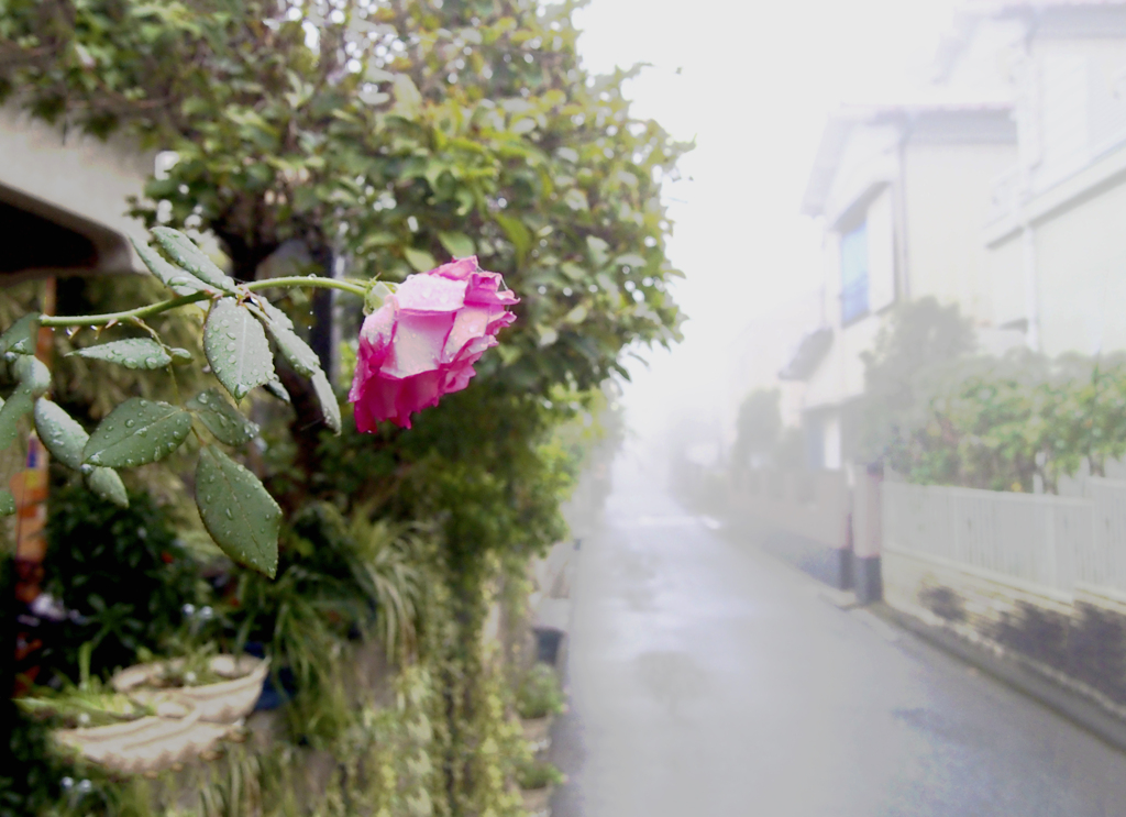 路傍の華