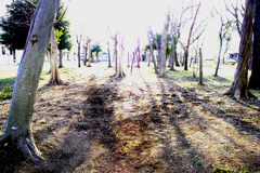 五分刈りの公園