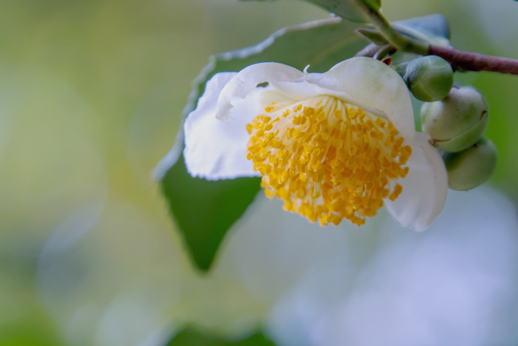 お茶の花（らしい）