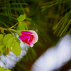 松＆薔薇