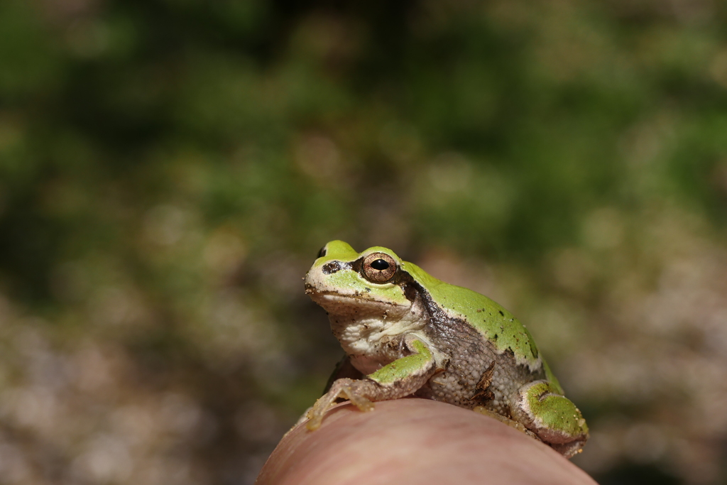 アマガちゃん