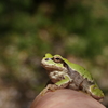 アマガちゃん