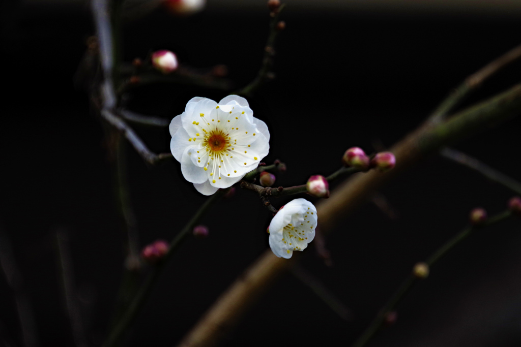 梅　開花