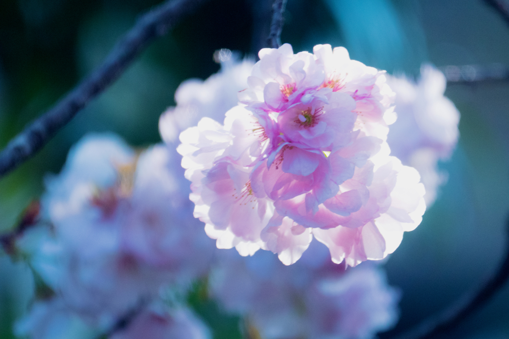 花手毬　桜・・・・ご近所お散歩