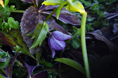 寒すぎる　クリスマスローズに霜が