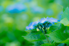 青い紫陽花