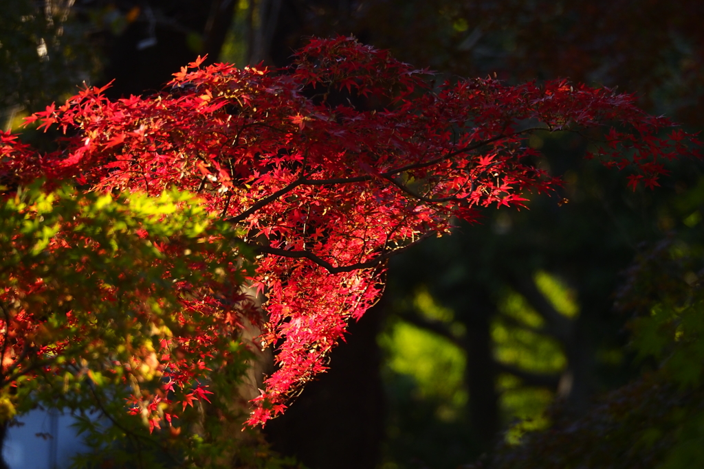 紅葉