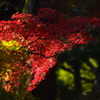 紅葉