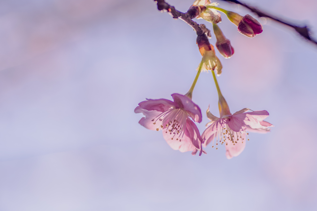 桜の花　風に吹かれても