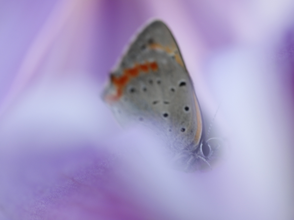 花に抱かれて