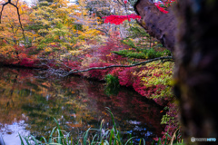 雲場池2 雲場池2