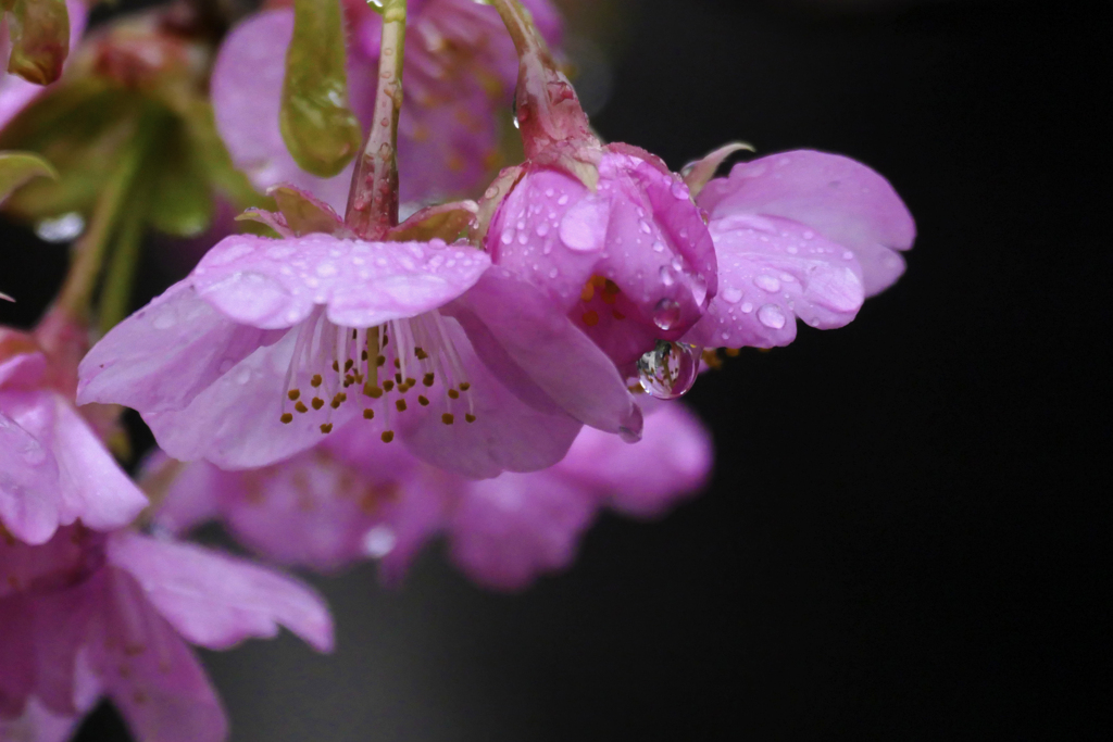 雨上りの桜花