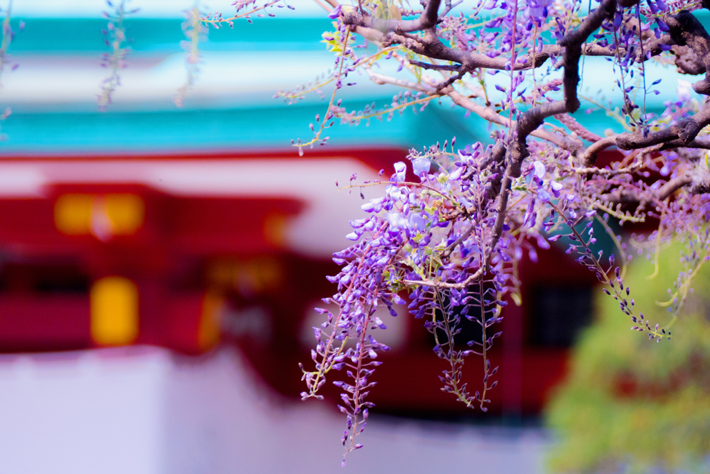 神社の藤はもう少し