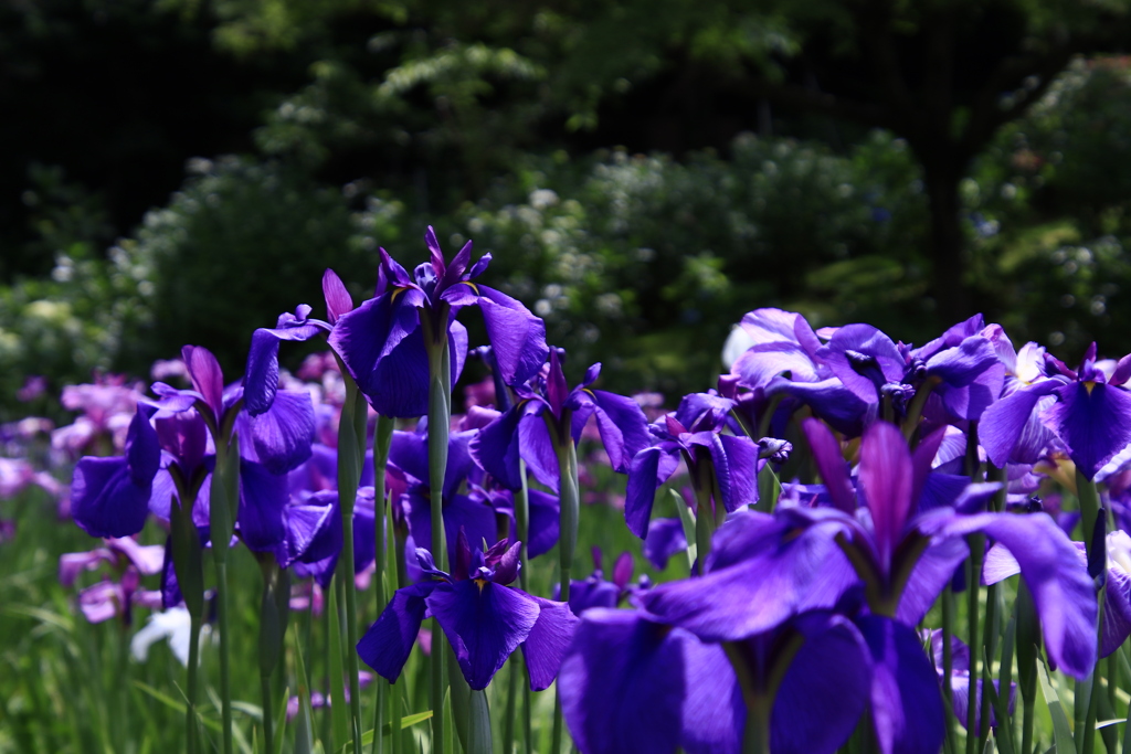 花菖蒲