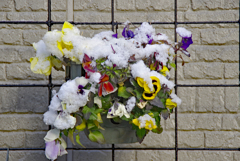 壁かけの花