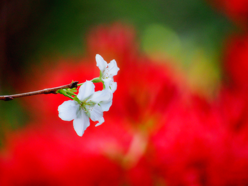 勘違いの桜