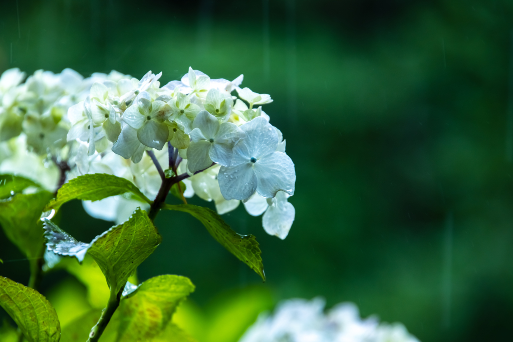 雨を待つ