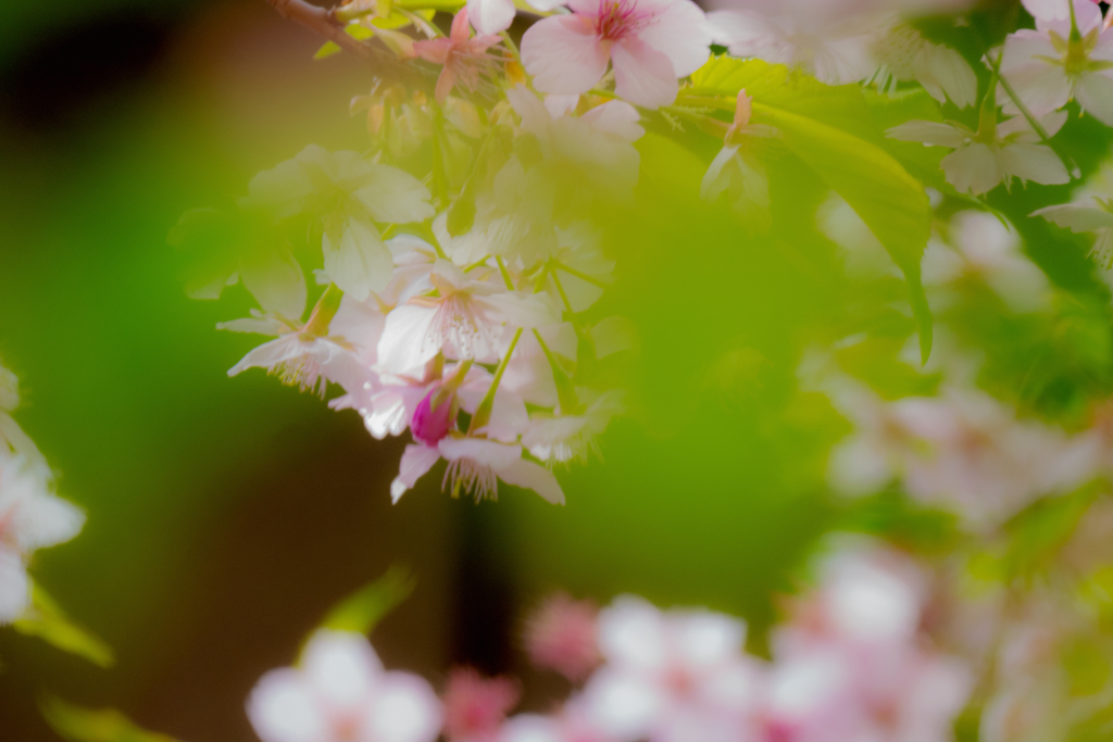 桜から青葉へ