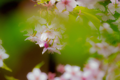 桜から青葉へ