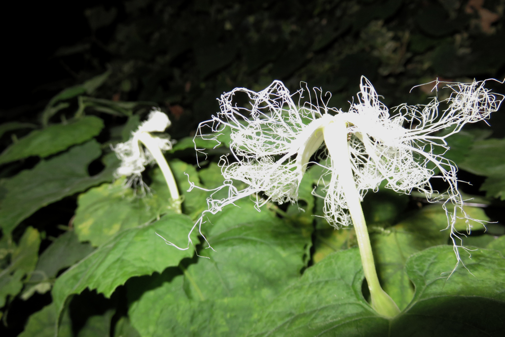 カラスウリの花