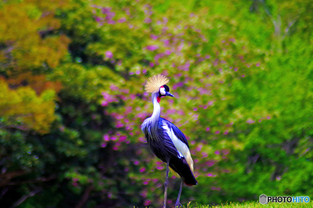 桜をバックにポーズを決めるカンムリヅルの2