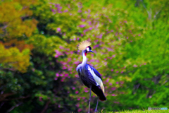 桜をバックにポーズを決めるカンムリヅルの2