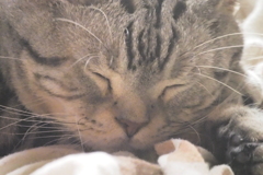 ひだまり